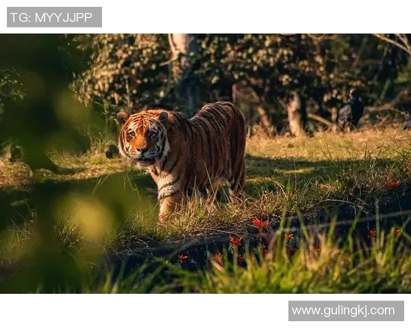 小孩足球球星训练秘籍：从基础技能到实战提升的全方位指南